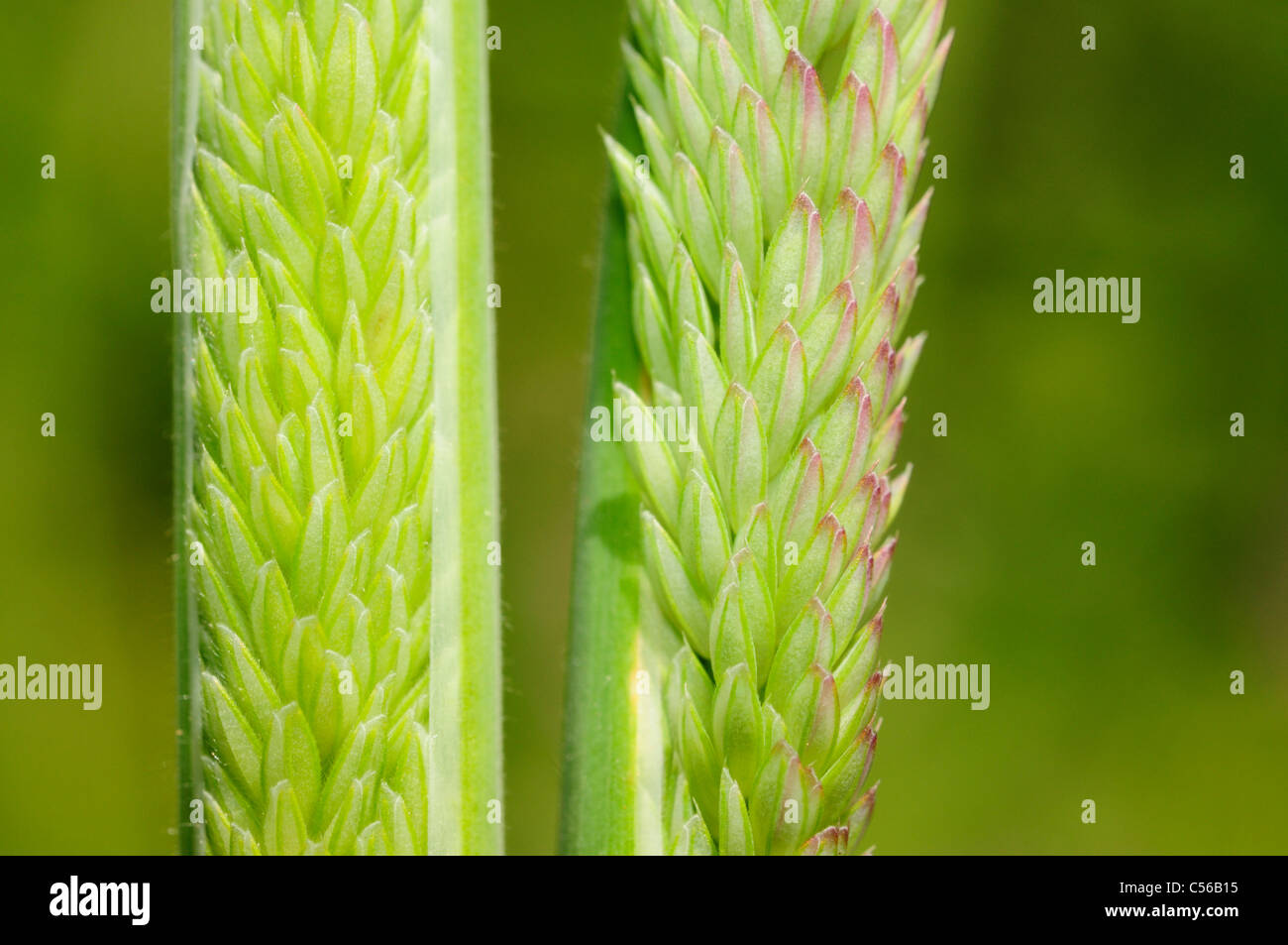 Yorkshire Nebel oder gemeinsame samt-Rasen (Holcus Lanatus) Stockfoto