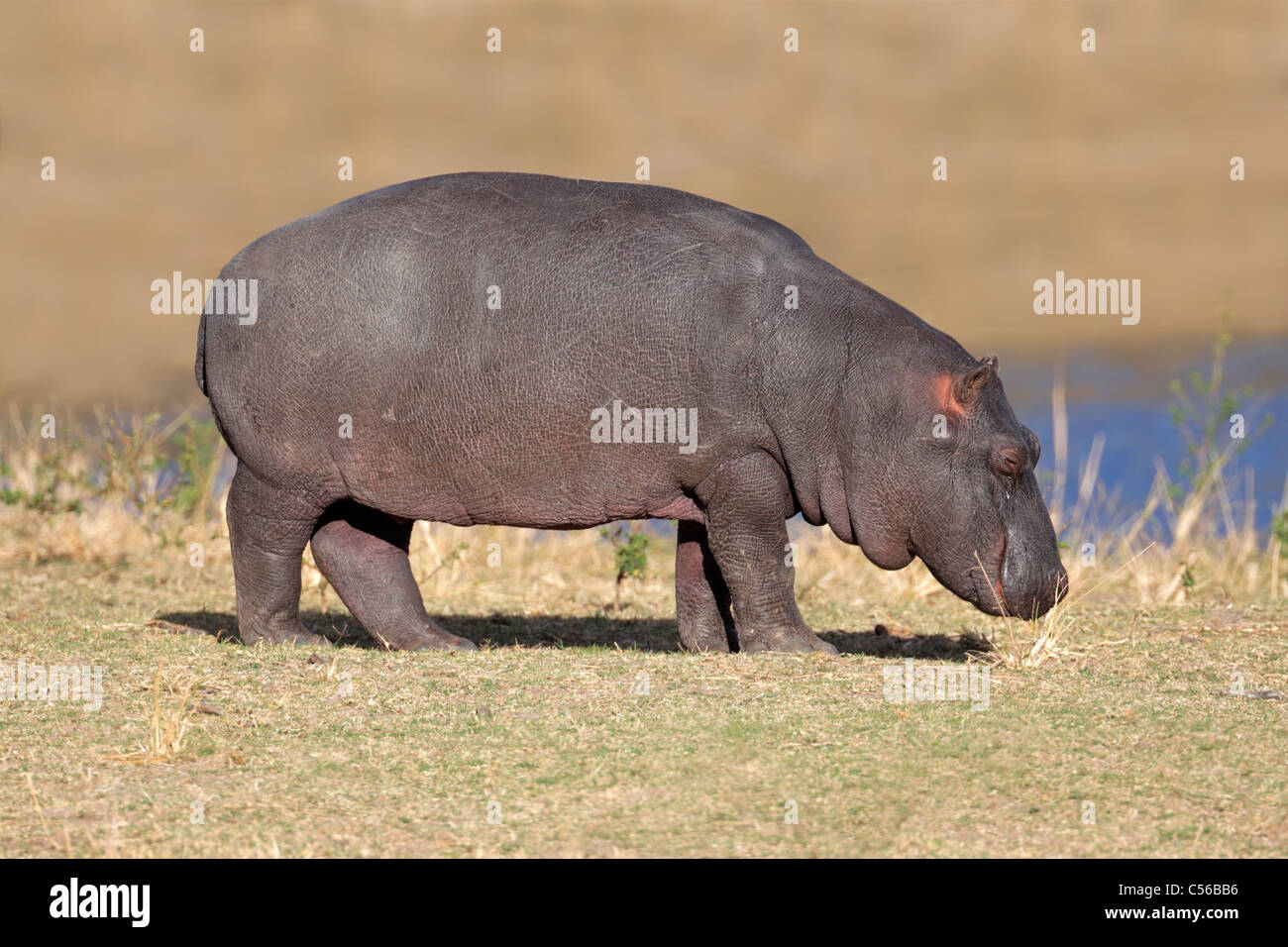 Ein junges Flusspferd (Hippopotamus Amphibius), Sabie Sand Naturschutzgebiet, Südafrika Stockfoto