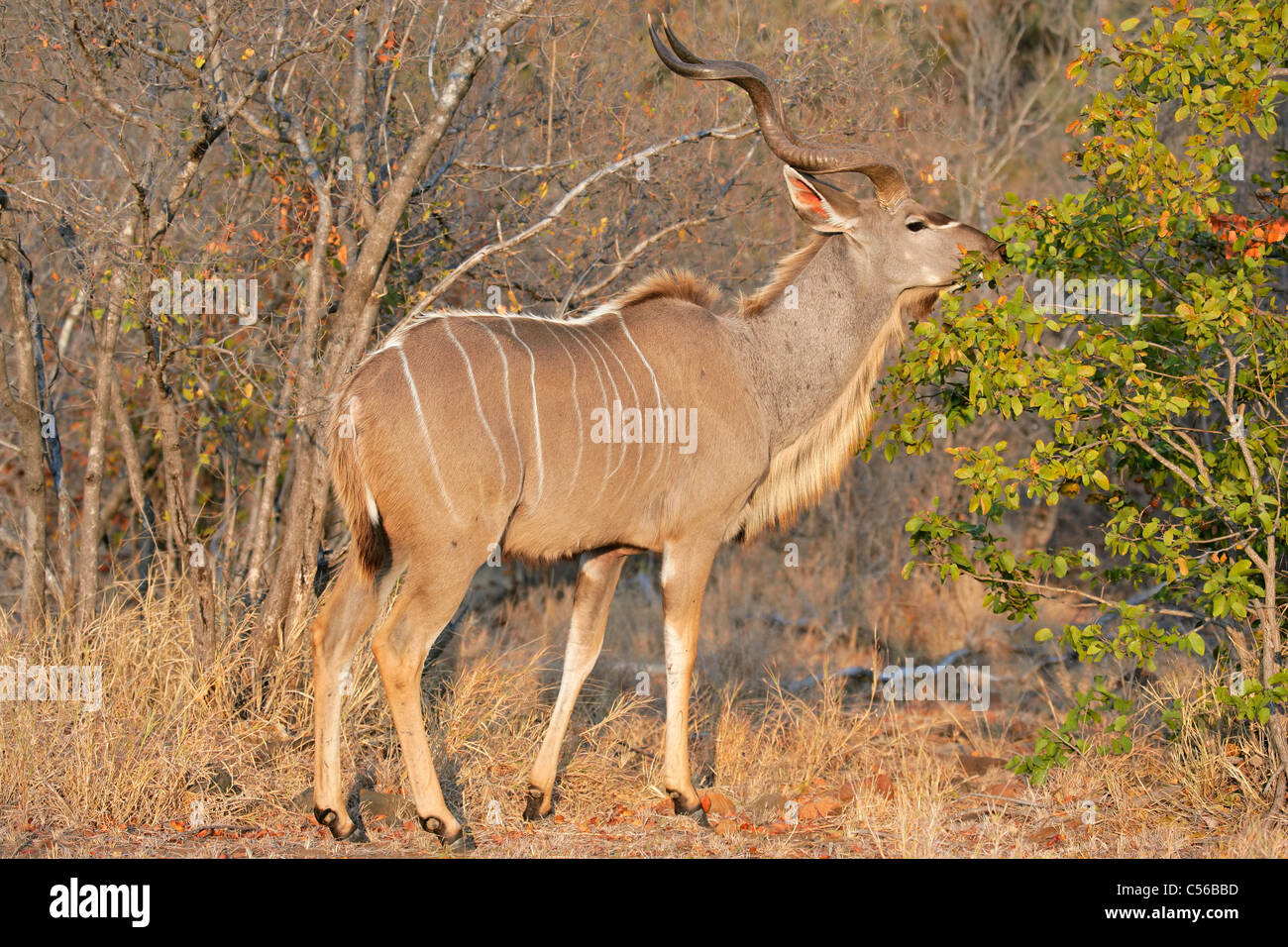 Fütterung Kudu Antilope (Tragelaphus Strepsiceros), Krüger Nationalpark, Südafrika Stockfoto