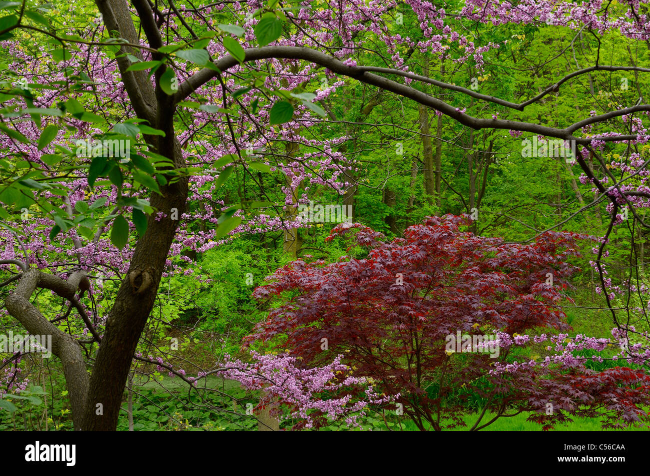 Rot-Ahorn und Ostredbud mit rosa Blüten im Frühjahr Humber College Arboretum Toronto Stockfoto