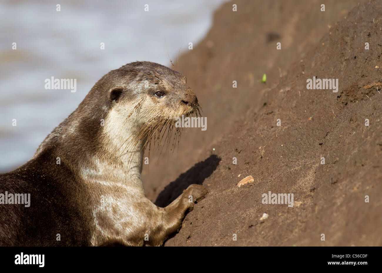 Glatt beschichtet Otter sitzt am Ufer Stockfoto