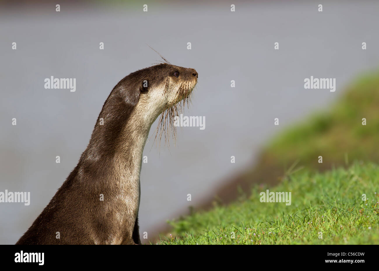 Glatt beschichtet Otter Blick weit entfernt Stockfoto