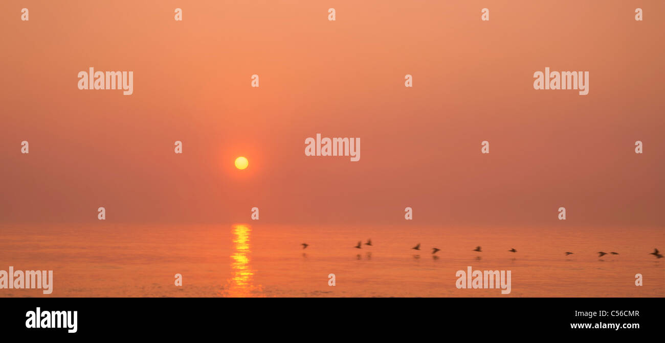 Bewegung verwischt Pelikane Skimming der Oberfläche als die Sonne steigt über Cape Hatteras North Carolina, USA Stockfoto