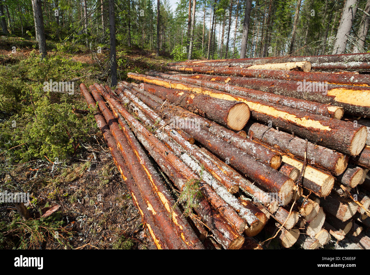 Kleine Haufen frisch geschnittener Fichtenholz ( picea abies ) oder Pflaumenholz , Finnland Stockfoto