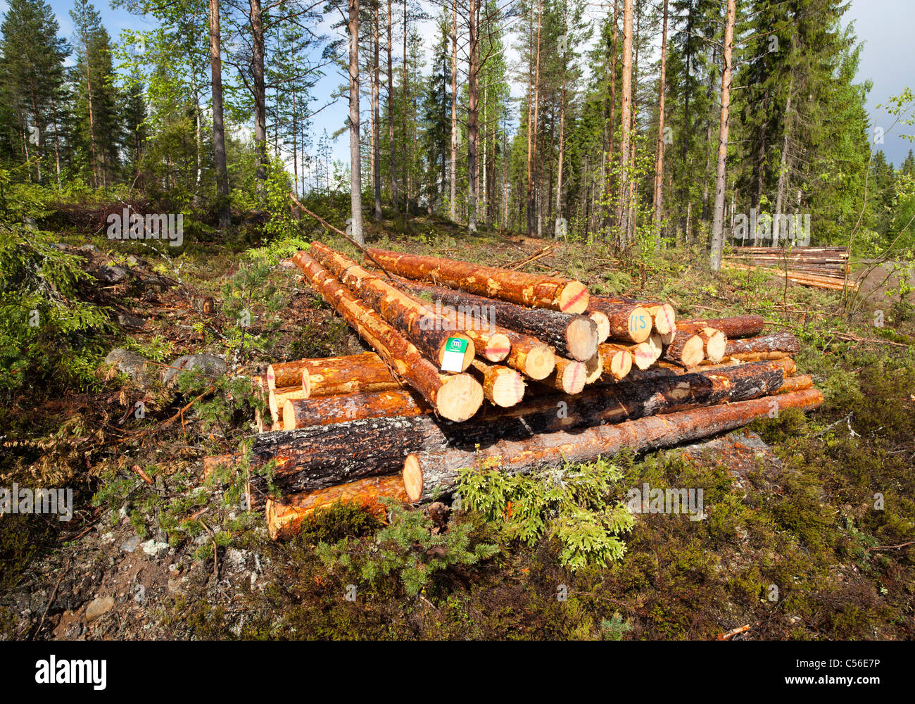 Kleine Haufen frisch geschnittener Kiefernhölzer ( pinus sylvestris