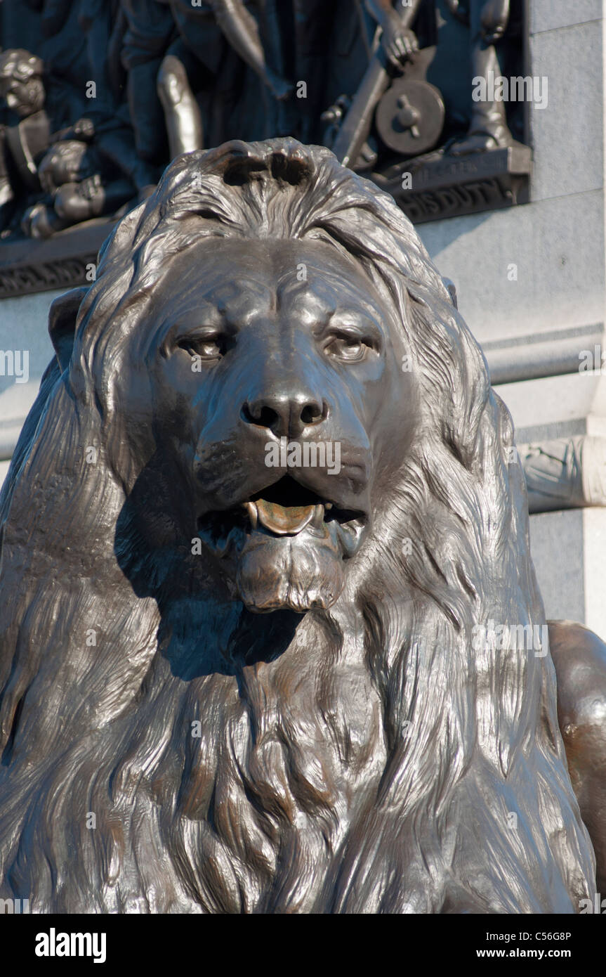 Trafalgar Square-Löwen aus nächster Nähe. London. VEREINIGTES KÖNIGREICH. Stockfoto