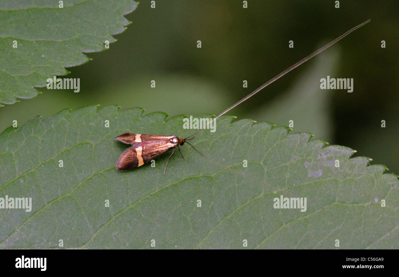 Longhorn Moth, Nemophora Degeerella, Adelidae, Incurvarioidea, Lepidoptera. Männlich. Stockfoto