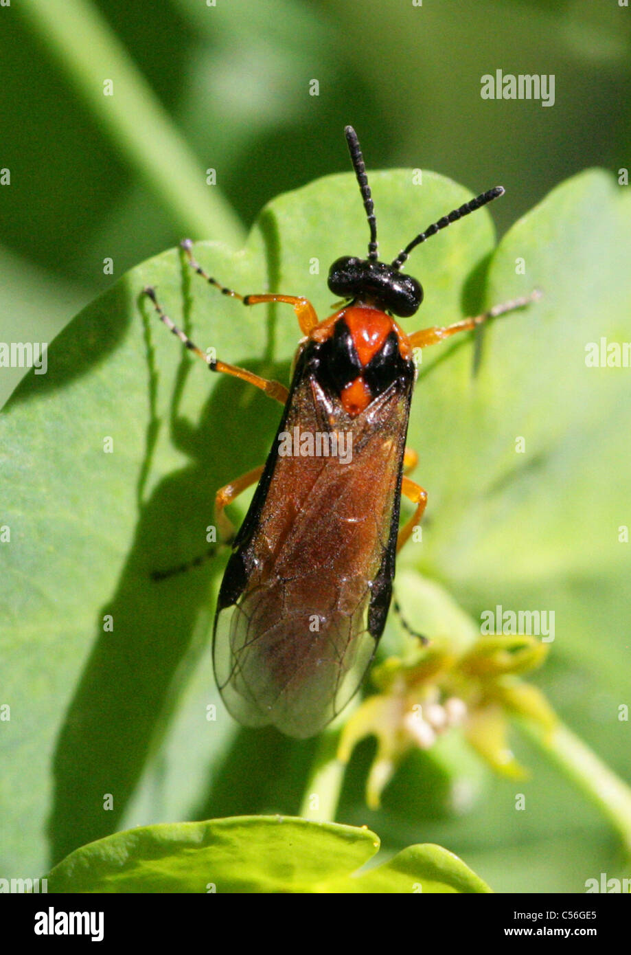 Rübe Blattwespen oder Raps Blattwespen, Athalia Rosae (Tenthredo Rosae), Tenthredinidae, Symphyta, Hymenoptera. Stockfoto