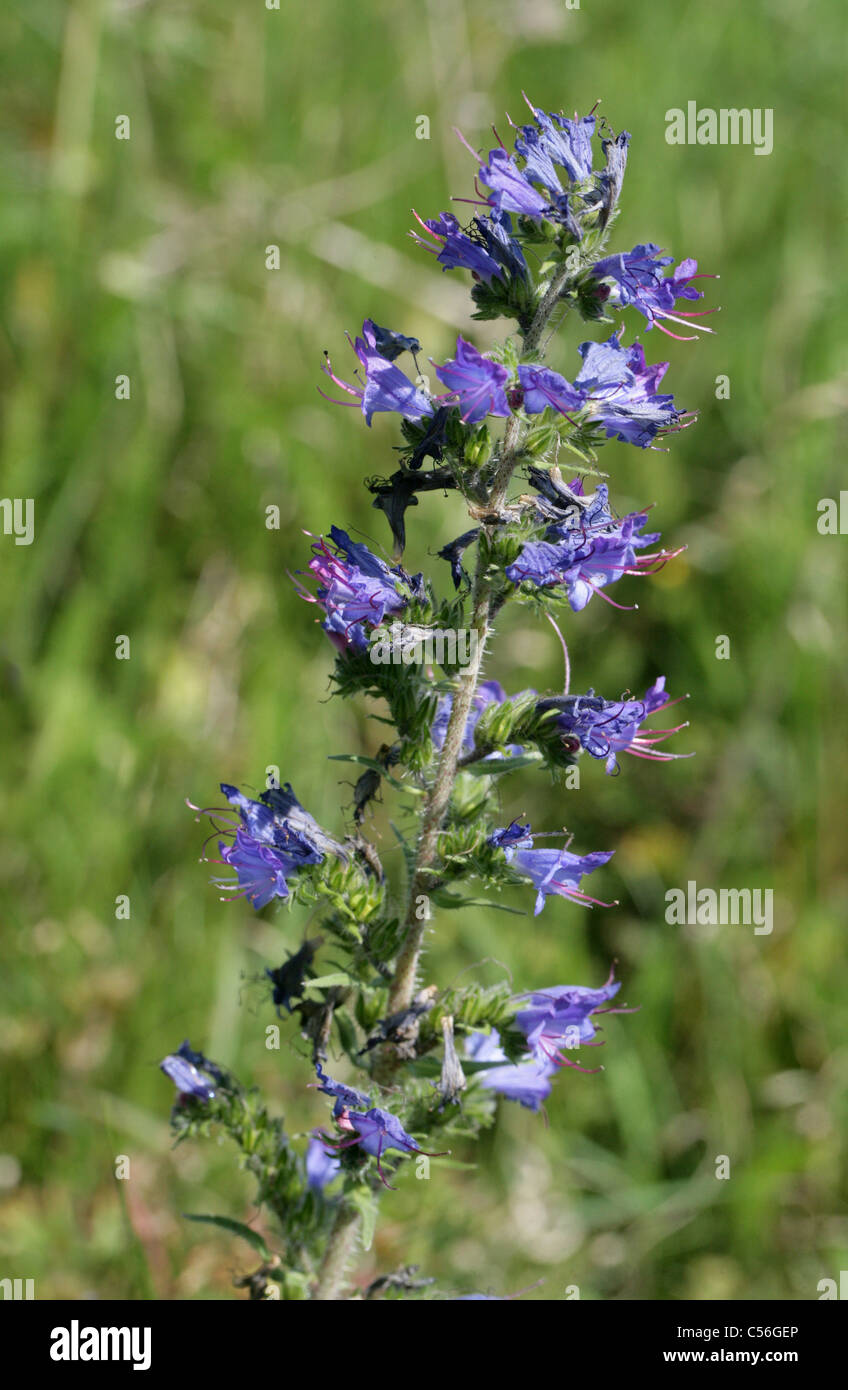 Viper's Bugloss, Blueweed oder Blue Devil, Echium Vulgare, Boraginaceae, Europa. Britische wilde Blume. Stockfoto