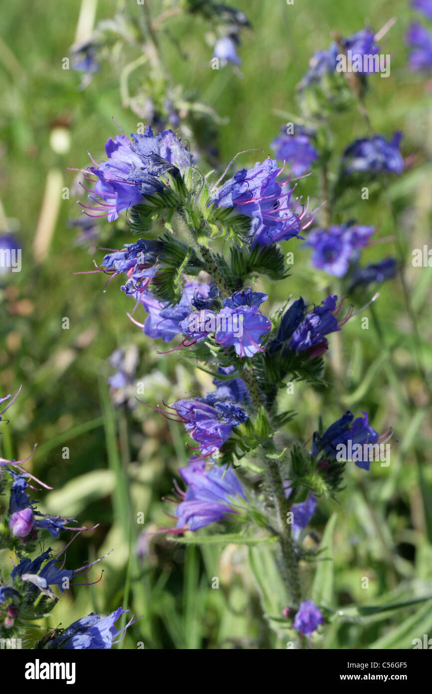 Viper's Bugloss, Blueweed oder Blue Devil, Echium Vulgare, Boraginaceae, Europa. Britische wilde Blume. Stockfoto