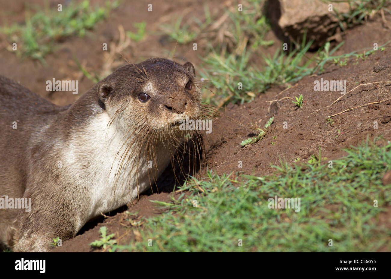 Glatt beschichtet Otter Stockfoto