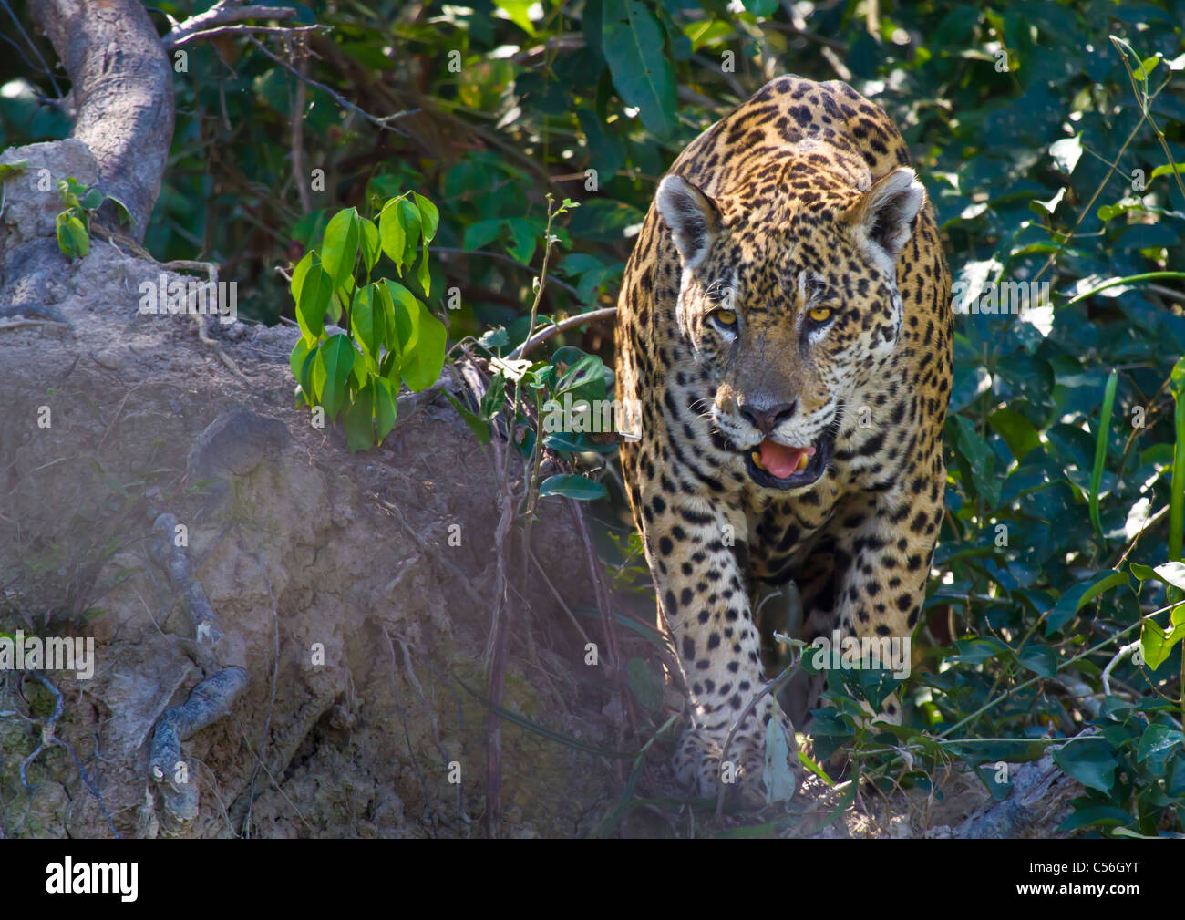 Jaguar im Pantanal in Brasilien Stockfoto