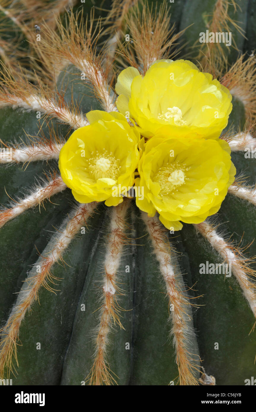 Kaktus: Parodia Magnifica. Blüte. Stockfoto