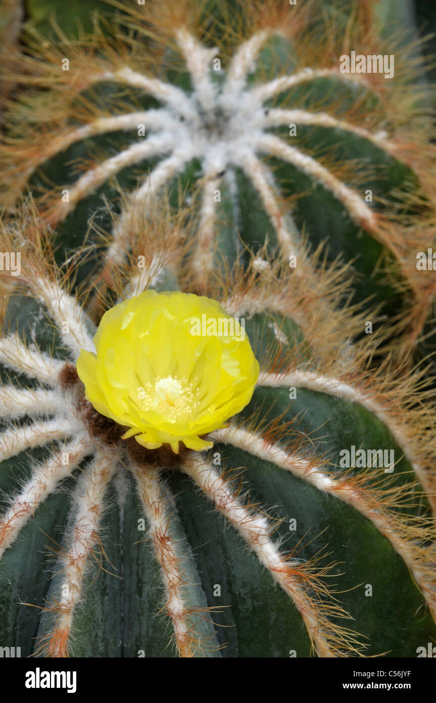 Kaktus: Parodia Magnifica. Blüte. Stockfoto