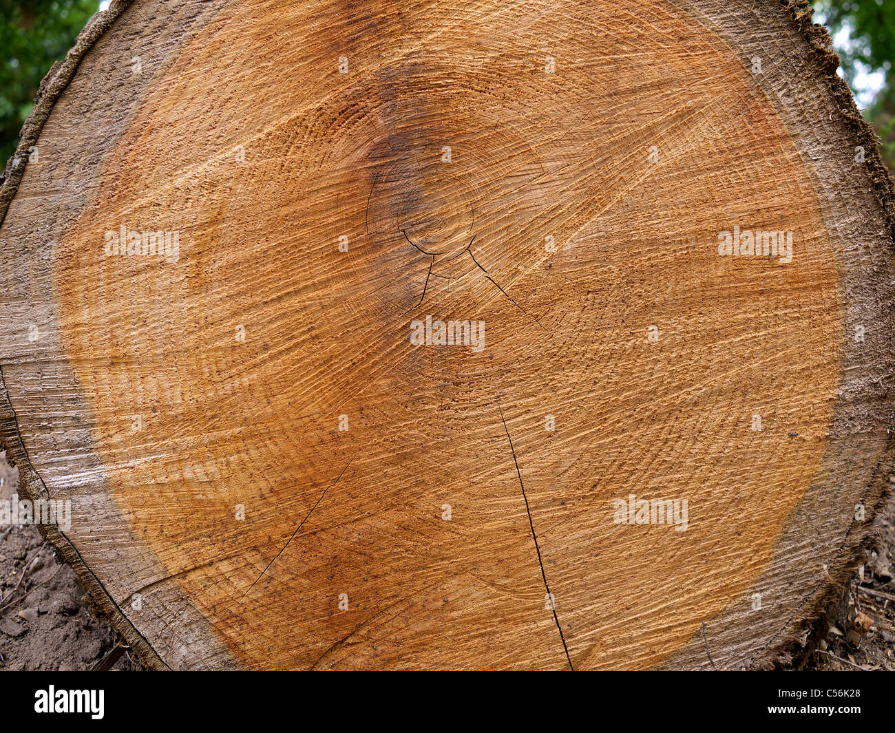 Querschnitt eines gesägten Baumstammes Birmingham UK Stockfoto