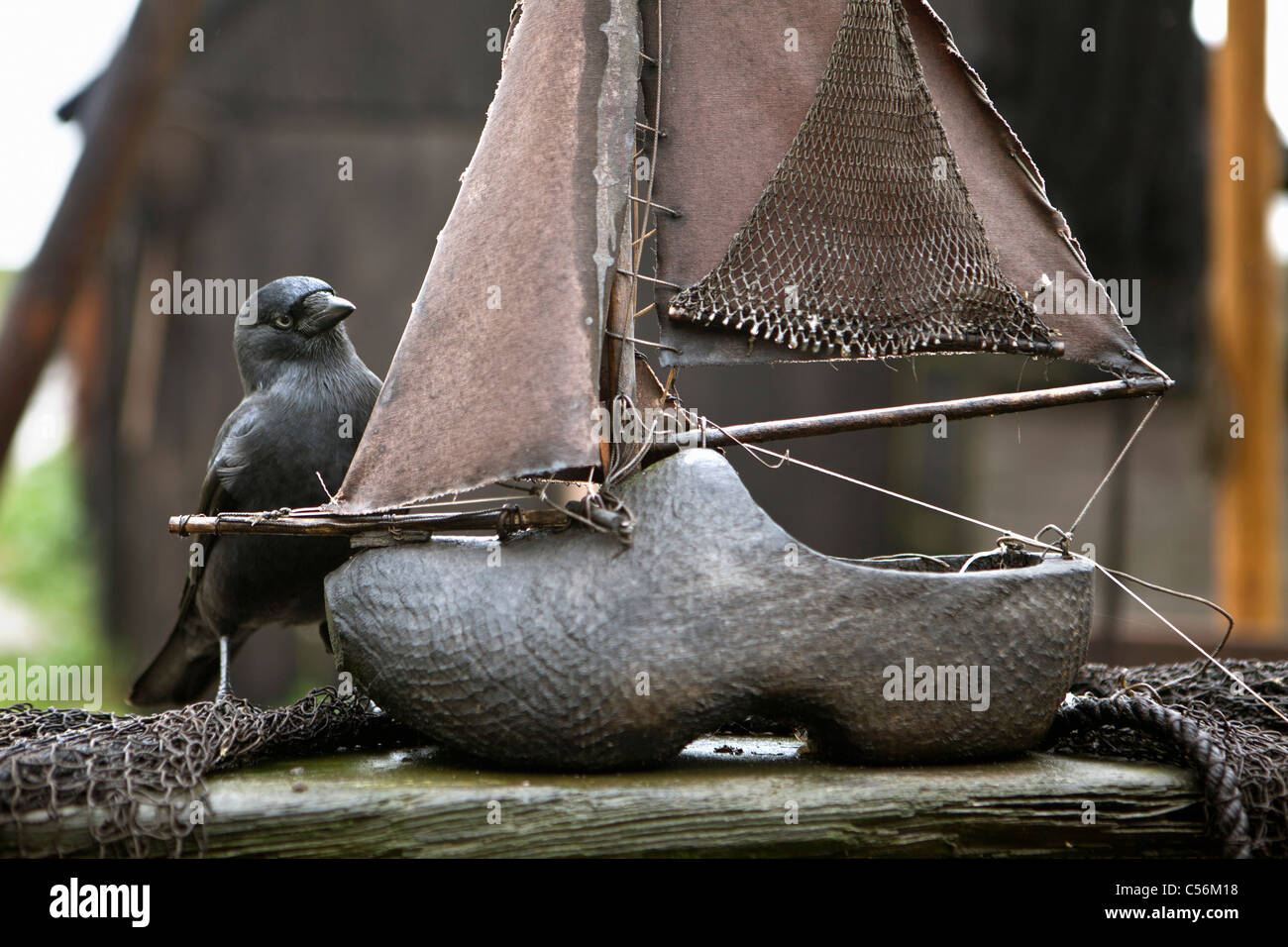 Die Niederlande, Enkhuizen. Museum, genannt Zuiderzeemuseum.  Dohle, Corvus Monedula in der Nähe von Holzschuh wie Segelboot gemacht. Stockfoto