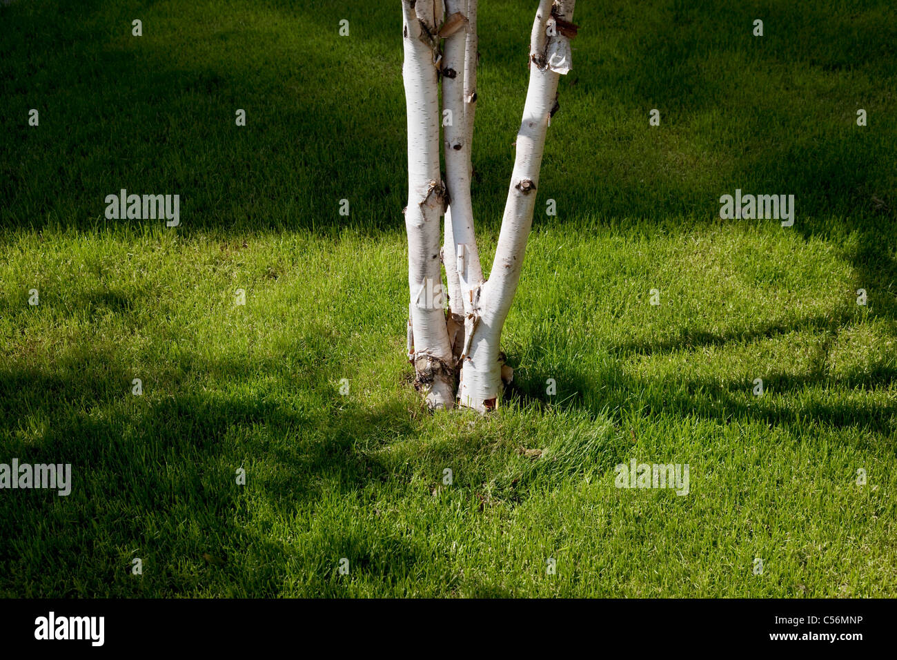 Birkenbaum gepflanzt auf einige Rasen. Die weiße Rinde im Gegensatz zu dem frischen grünen Rasen. Stockfoto