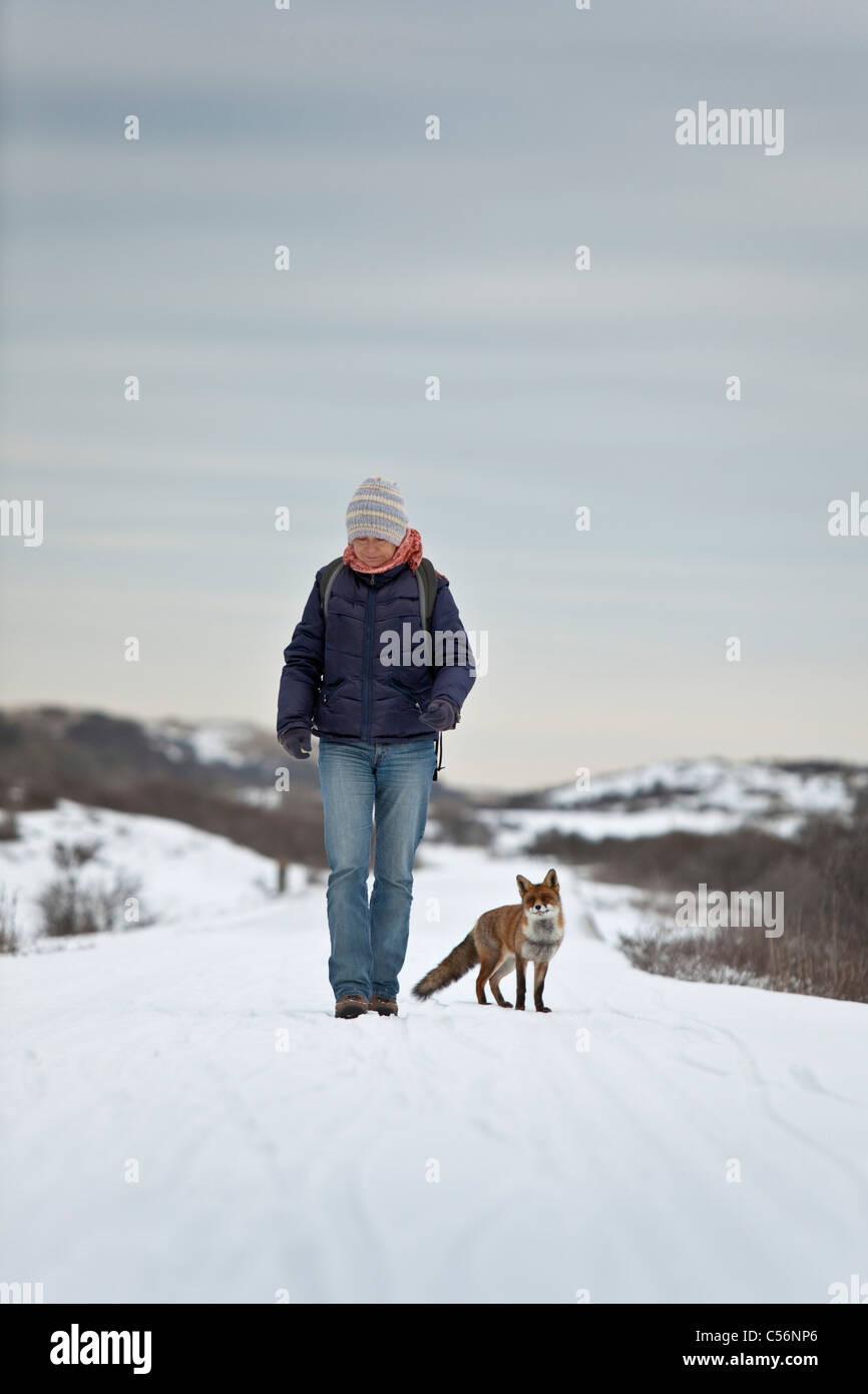 Die Niederlande, Zandvoort, Winter, Schnee, roter Fuchs, Frau Wandern in den Dünen in der Nähe von Strand. hungrige Fuchs sucht nach Essen Stockfoto