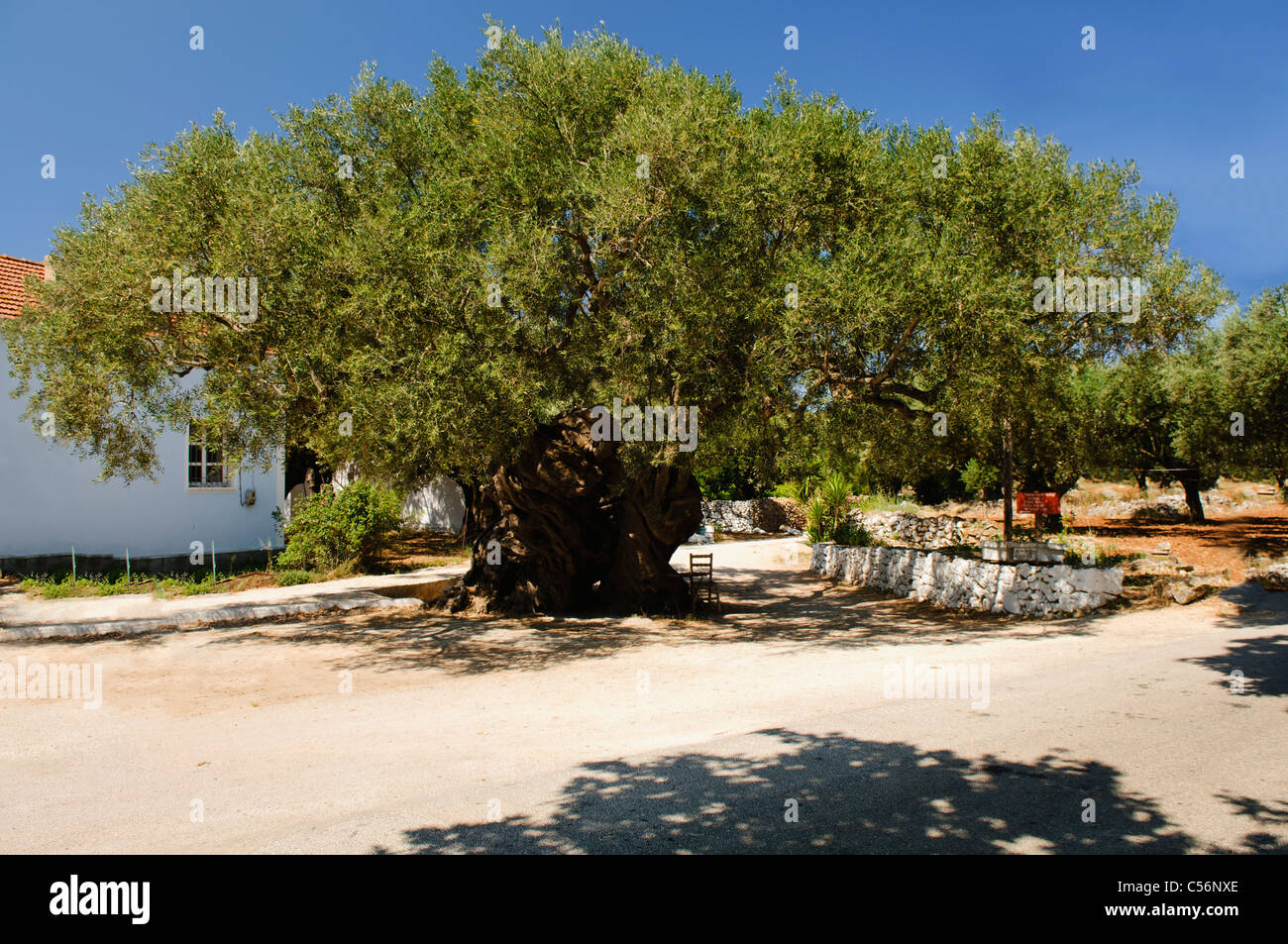 rasendünger für thuja Thuja Dünger - Mineralischer NPK Flüssigdünger mit Stickstoff main image 0
