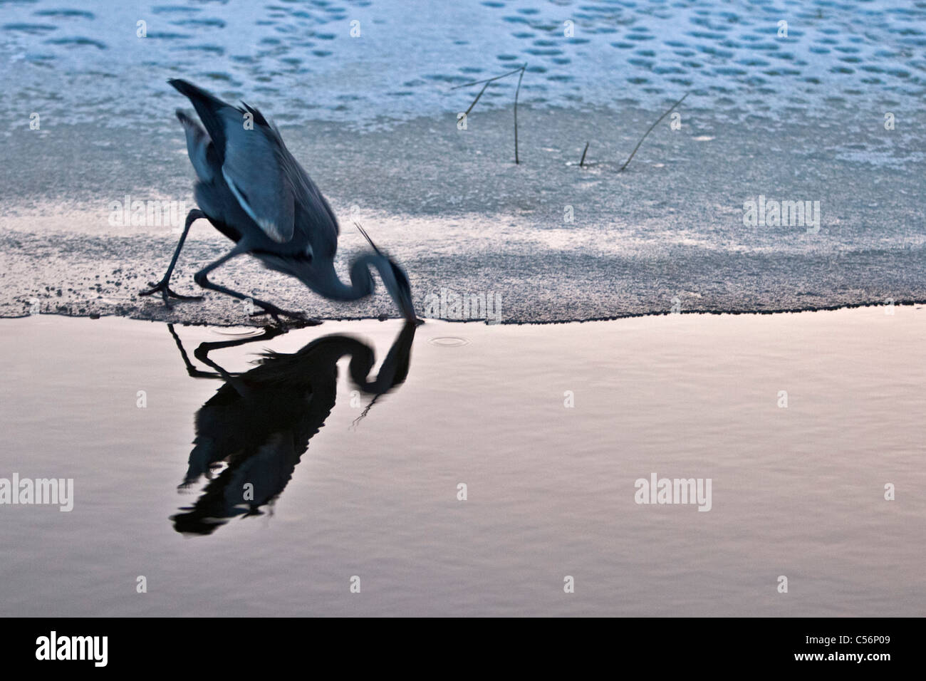 Die Niederlande, Marken, Graureiher Fische fangen. Winter, Eis. Stockfoto