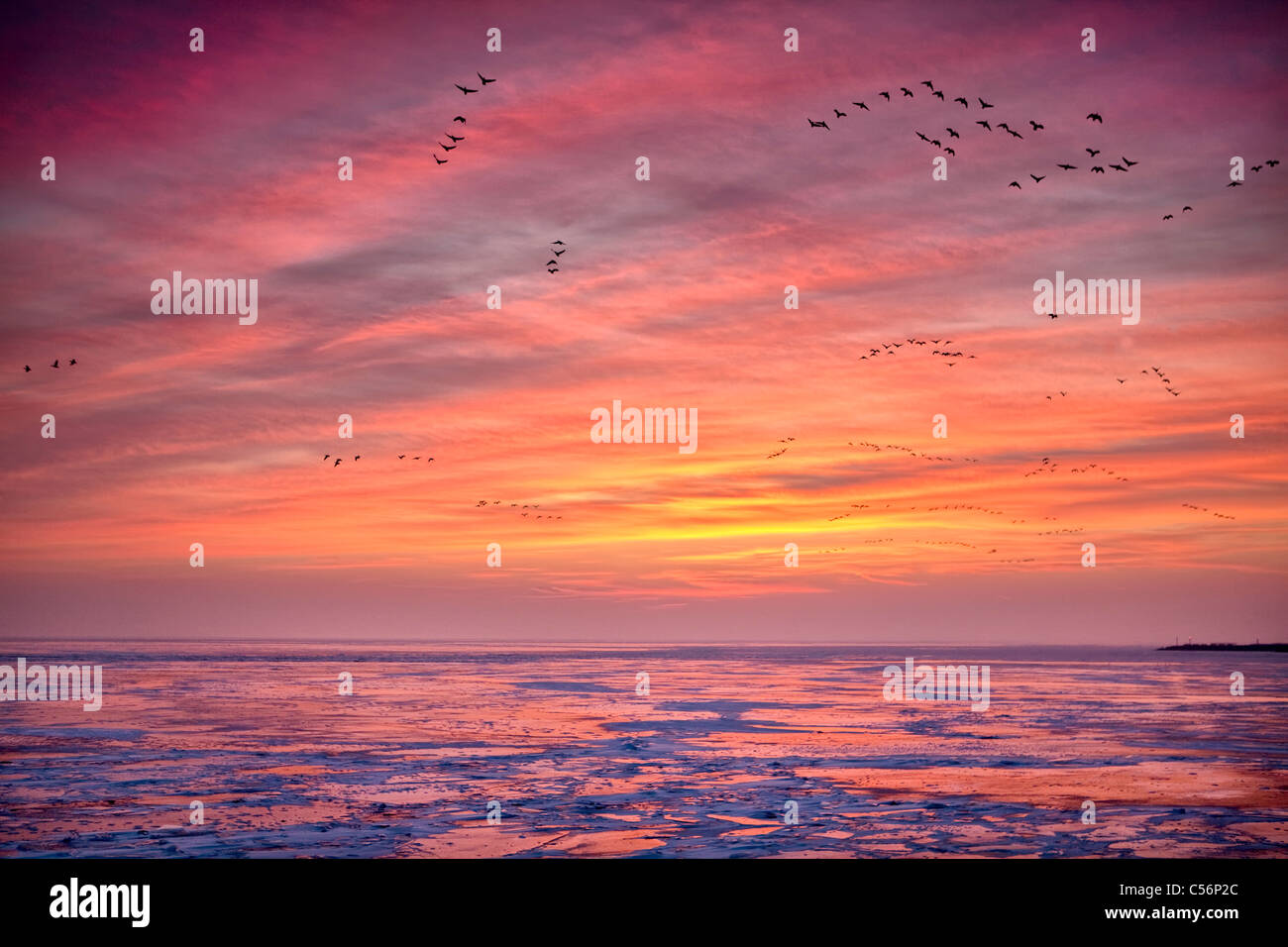 Niederlande, Oosterdijk, Winter, Schnee, Blick auf gefrorenen See IJsselmeer genannt. Sunrise. Gänse auf Nahrungssuche. Stockfoto