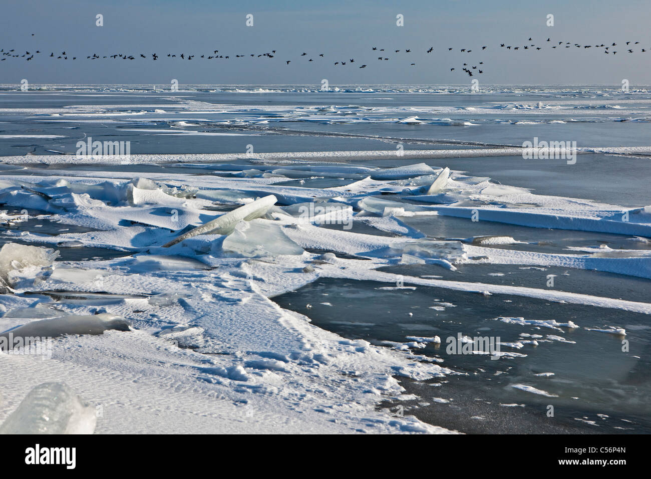 Niederlande, Oosterdijk, Winter, Schnee, Blick auf gefrorenen See IJsselmeer genannt. Vögel auf Nahrungssuche. Stockfoto