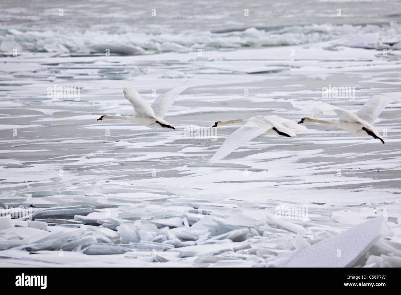 Die Niederlande, Oosterleek, Höckerschwäne fliegen über gefrorenen See namens Markermeer. Stockfoto