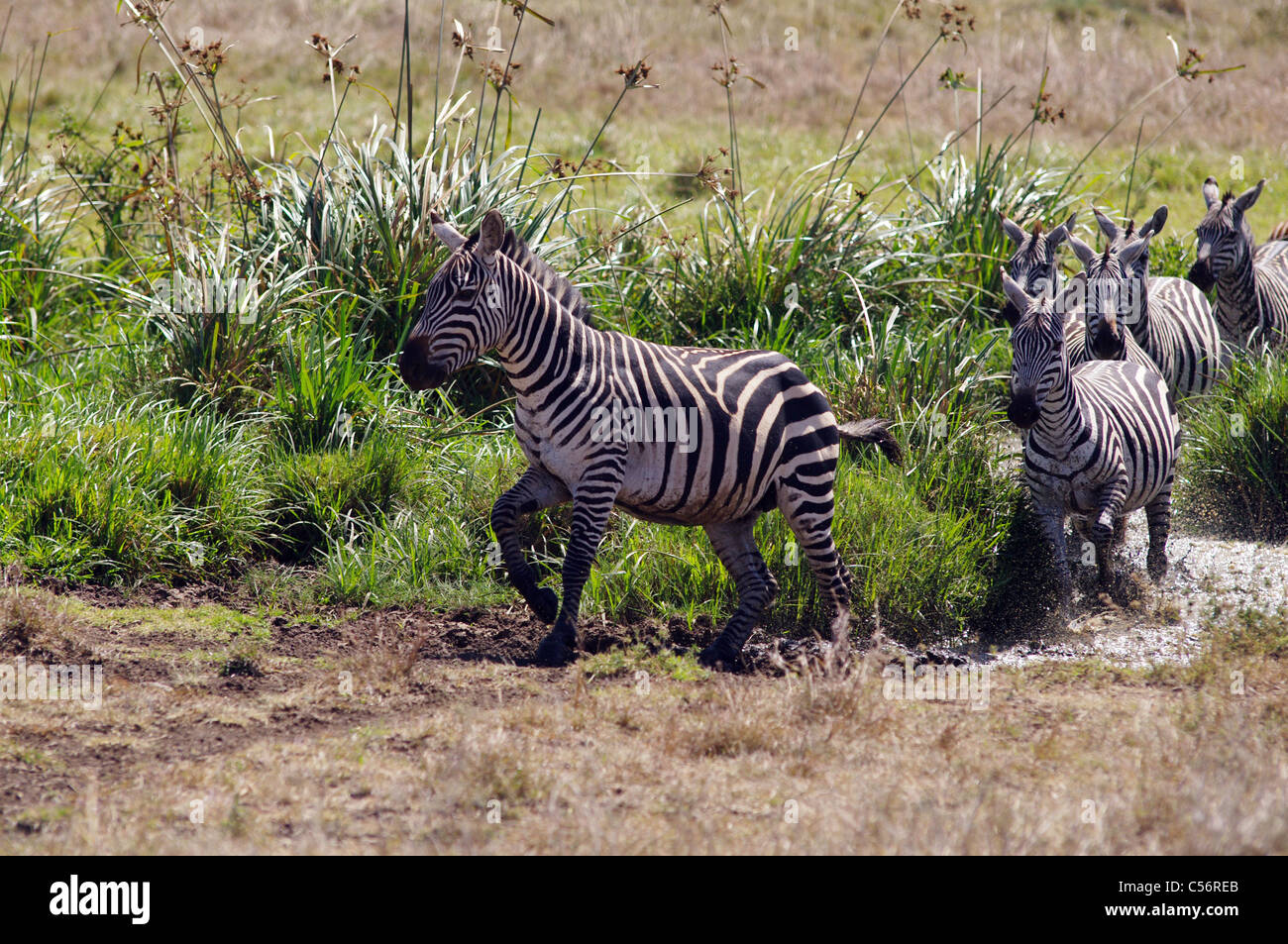 Herde Zebras im Nairobi-Nationalpark, Kenia Stockfoto