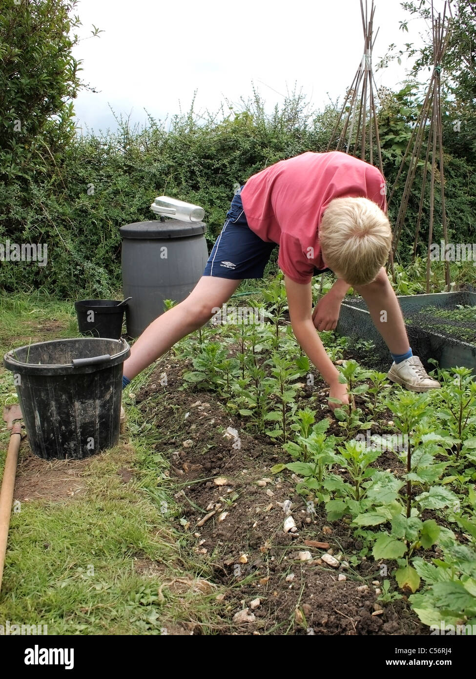 Kleiner Junge jäteten Unkraut Stockfoto