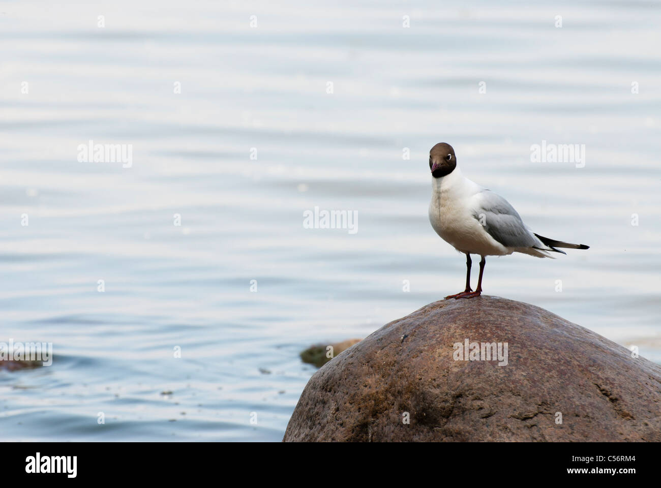 Sea Gull bleiben auf dem Stein Stockfoto