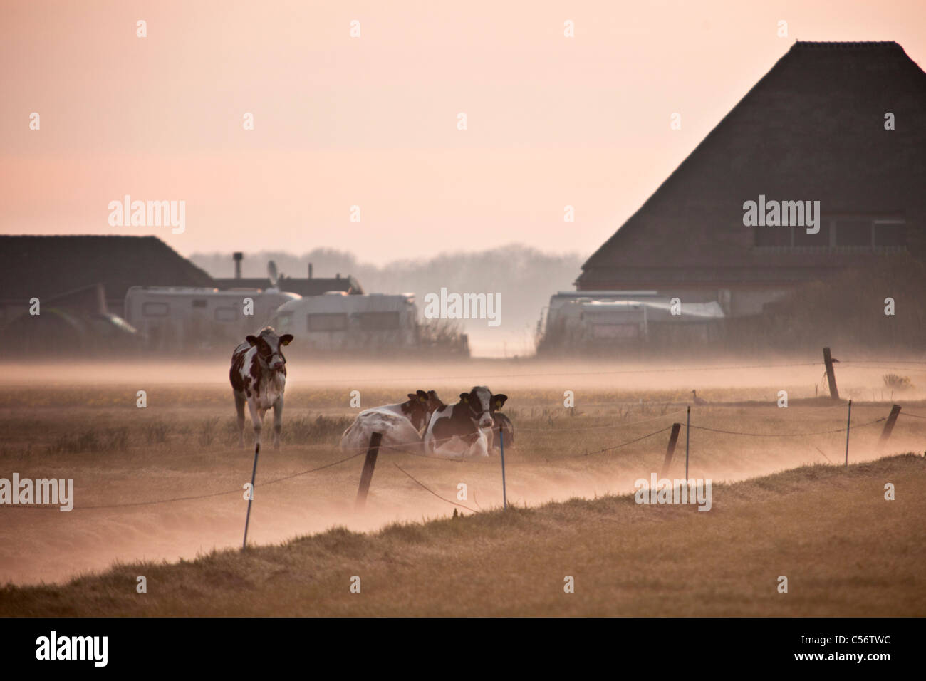 Callantsoog, Kühe, Bauernhof und Bauernhof camping im Morgennebel. Stockfoto