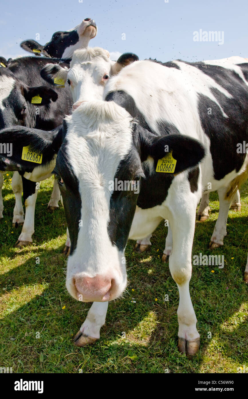 Holstein friesian rinder -Fotos und -Bildmaterial in hoher Auflösung ...