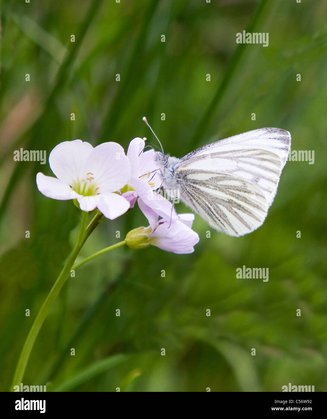 Grün-Veined weiß Schmetterling Pieris Napi Fütterung auf Lady's Kittel oder Kuckuck Blume Stockfoto