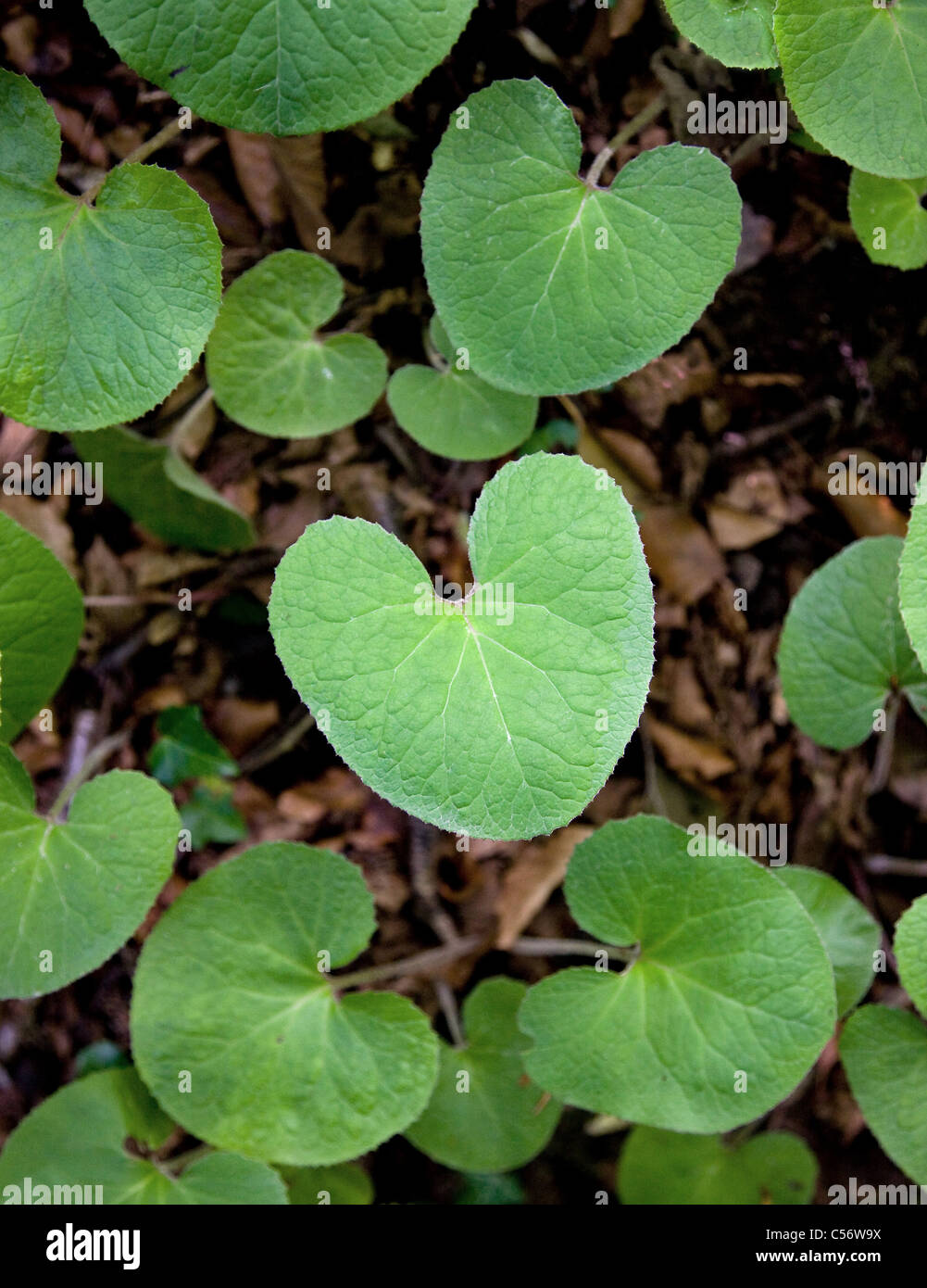 Junge herzförmige Blätter Winter Heliotrop Petasites fragrans Stockfoto