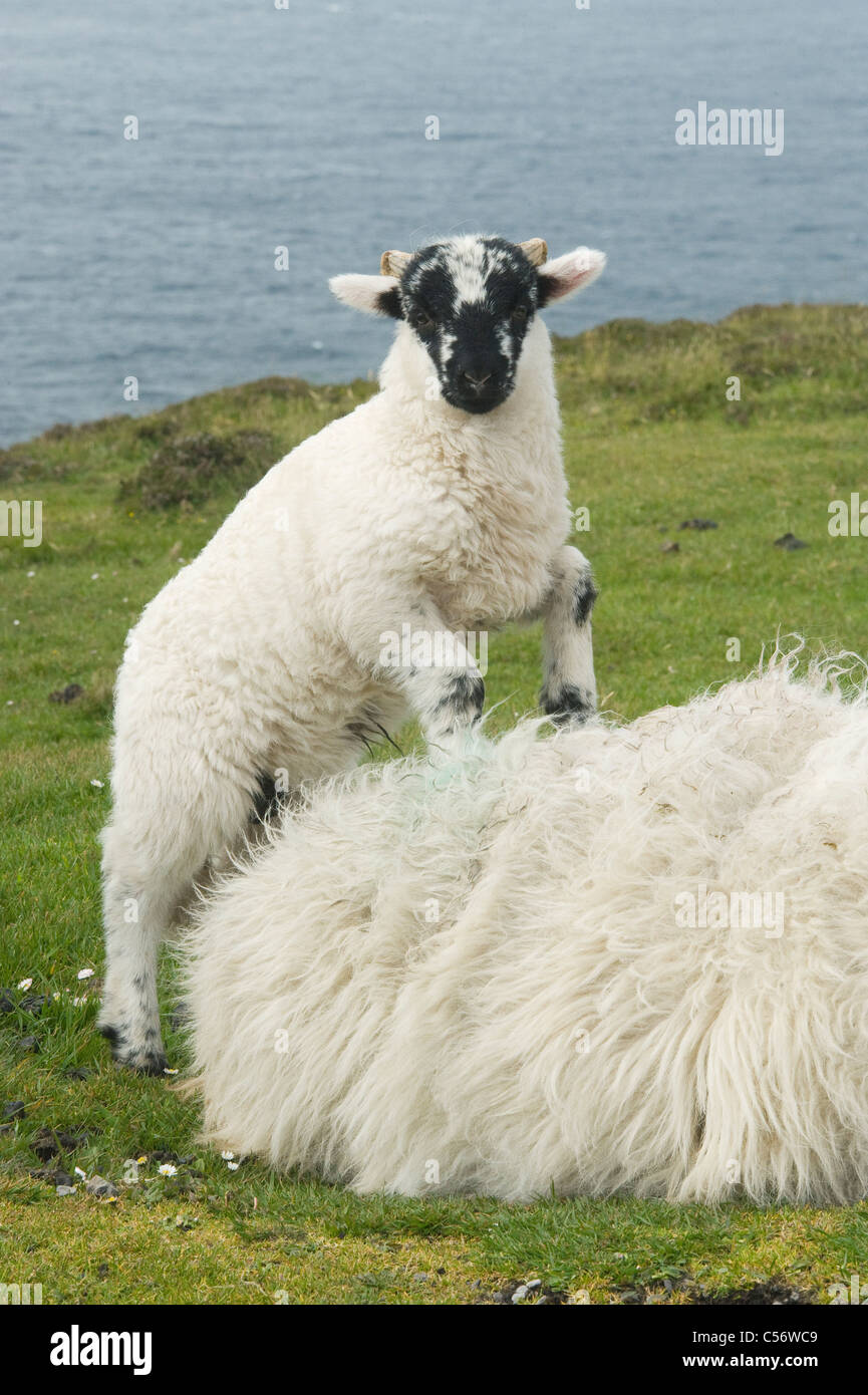 Black-faced Schaf und Lamm, Dingle-Halbinsel, Westirland Stockfoto
