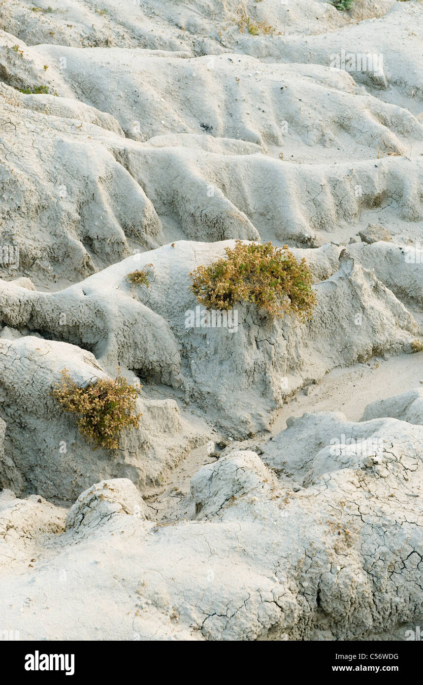 Erodiert Badlands, Human-gestörte Landschaft, Santa Rosa Island, Channel Islands Nationalpark, Kalifornien Stockfoto