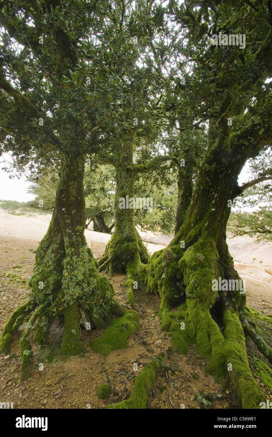 Eiche (Quercus Tomentella) endemisch auf den Kanalinseln, Santa Rosa Island Insel Stockfoto