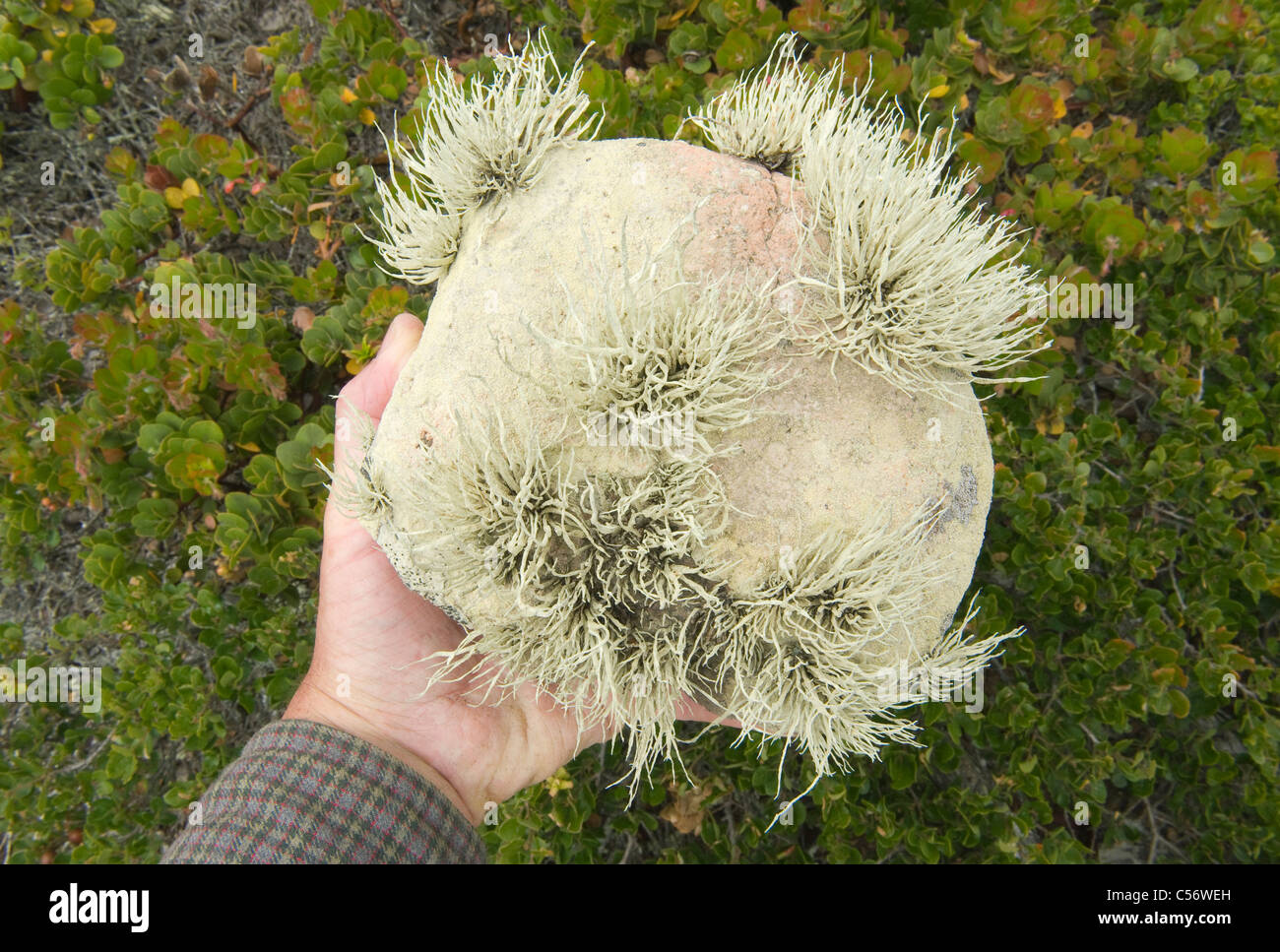 Flechten, Bechers Bay Area, Santa Rosa Island, Channel Islands Nationalpark, Kalifornien Stockfoto