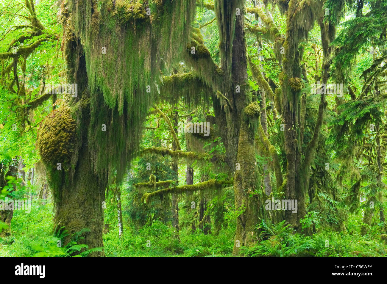 Moosbewachsenen unten Ahorne, gemäßigten Regenwald, Hoh River Valley, Olympic Nationalpark, Washington Stockfoto