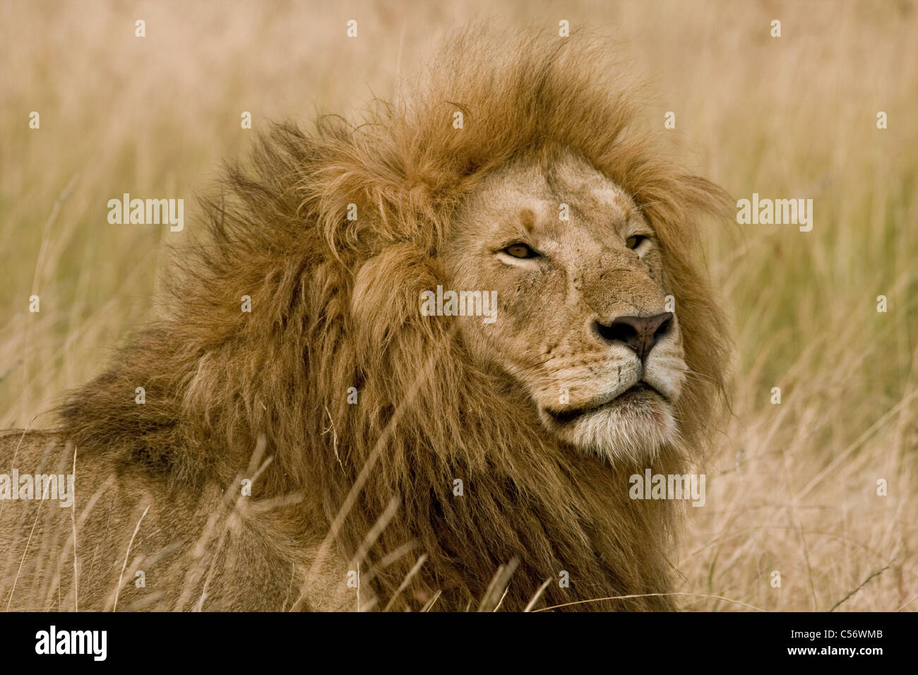 Afrikanischer Löwe ruht in Masai Mara Nationalpark, Kenia, Afrika Stockfoto