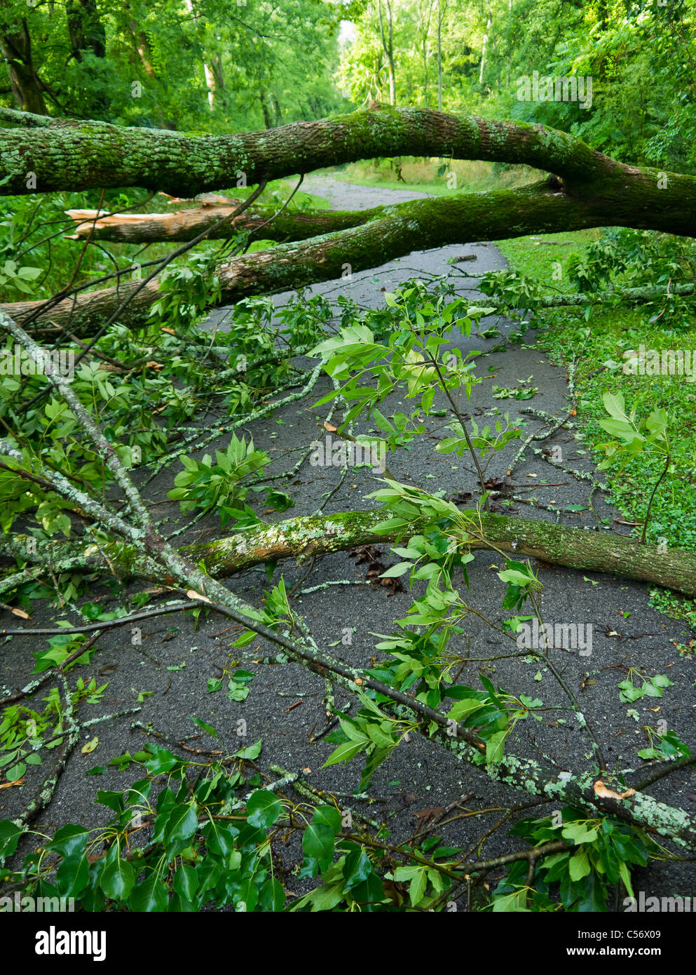 Umgestürzte Bäume auf einem gepflasterten Weg nach schweren Gewitter Stockfoto