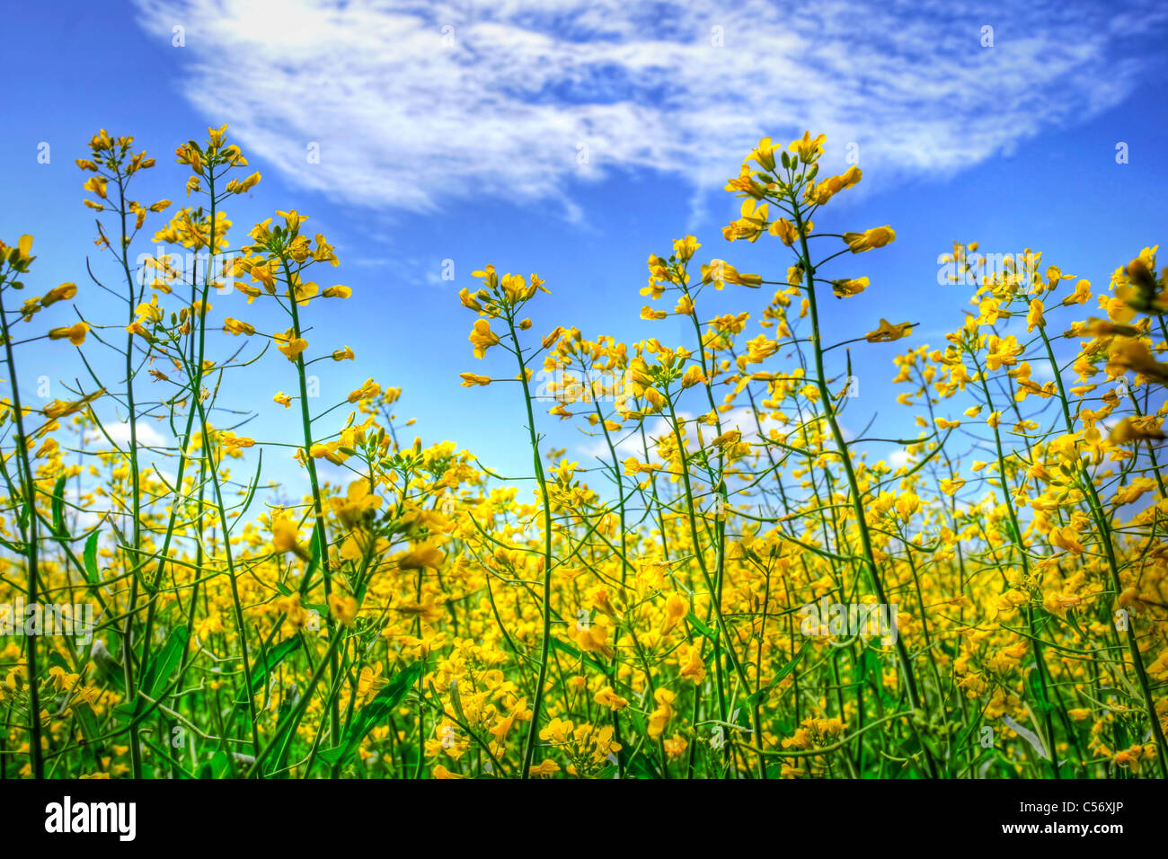 HDR-Rendering des goldenen gelben Raps Raps oder Raps-Blüten gegen den blauen Himmel mit weißen Wolken. Stockfoto