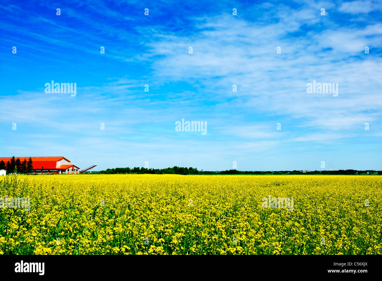 Schöne ländliche Szene mit einem orange Dach Bauernhof inmitten goldenen gelben Raps, Raps oder Raps (Hdr) auf einem Sommertag und b Stockfoto