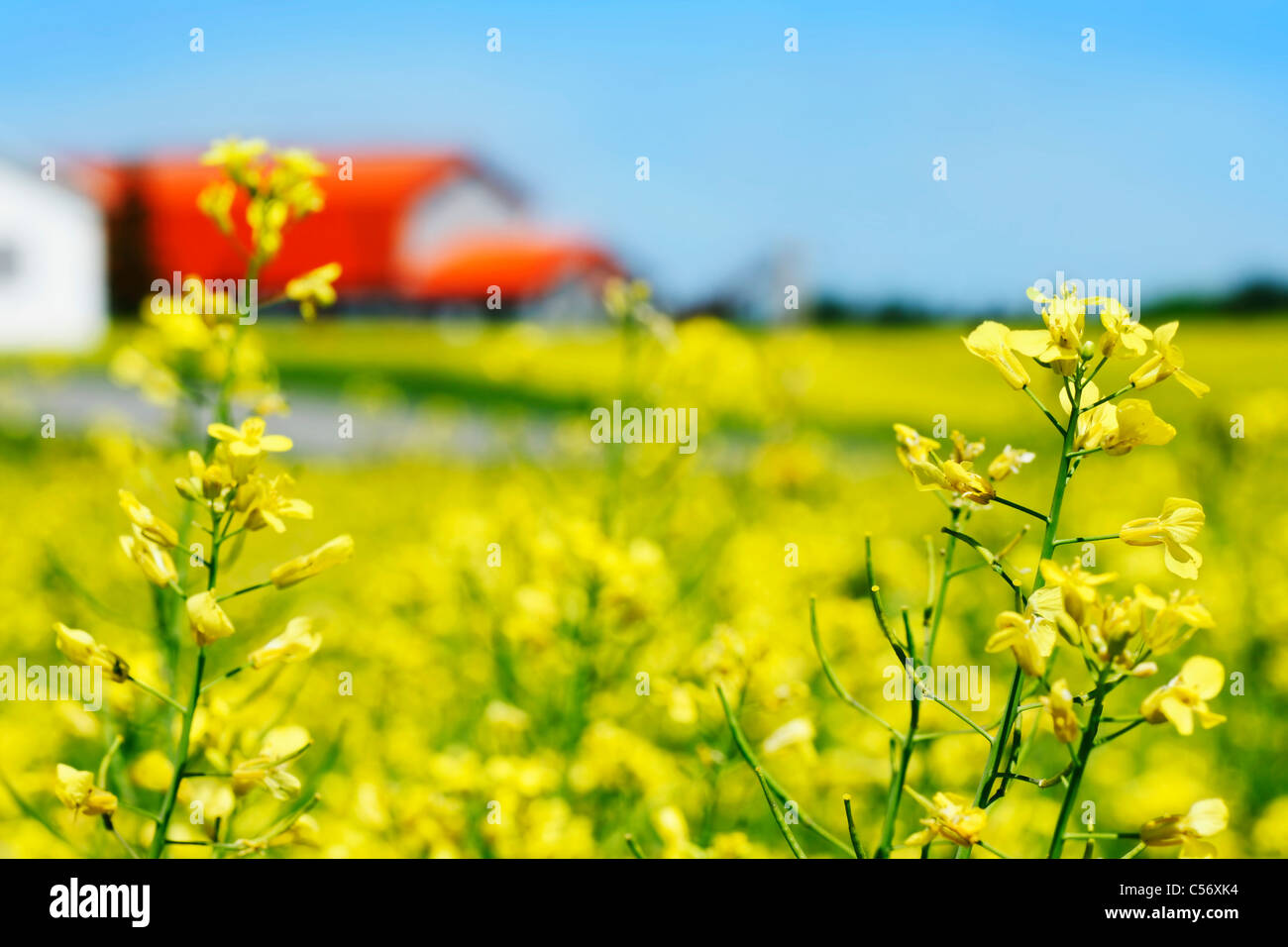 Schönen Gebiet der Raps, Raps oder Raps mit gelbe Blüte mit orange Dach Farm im Hintergrund, Ländliches Motiv. Stockfoto