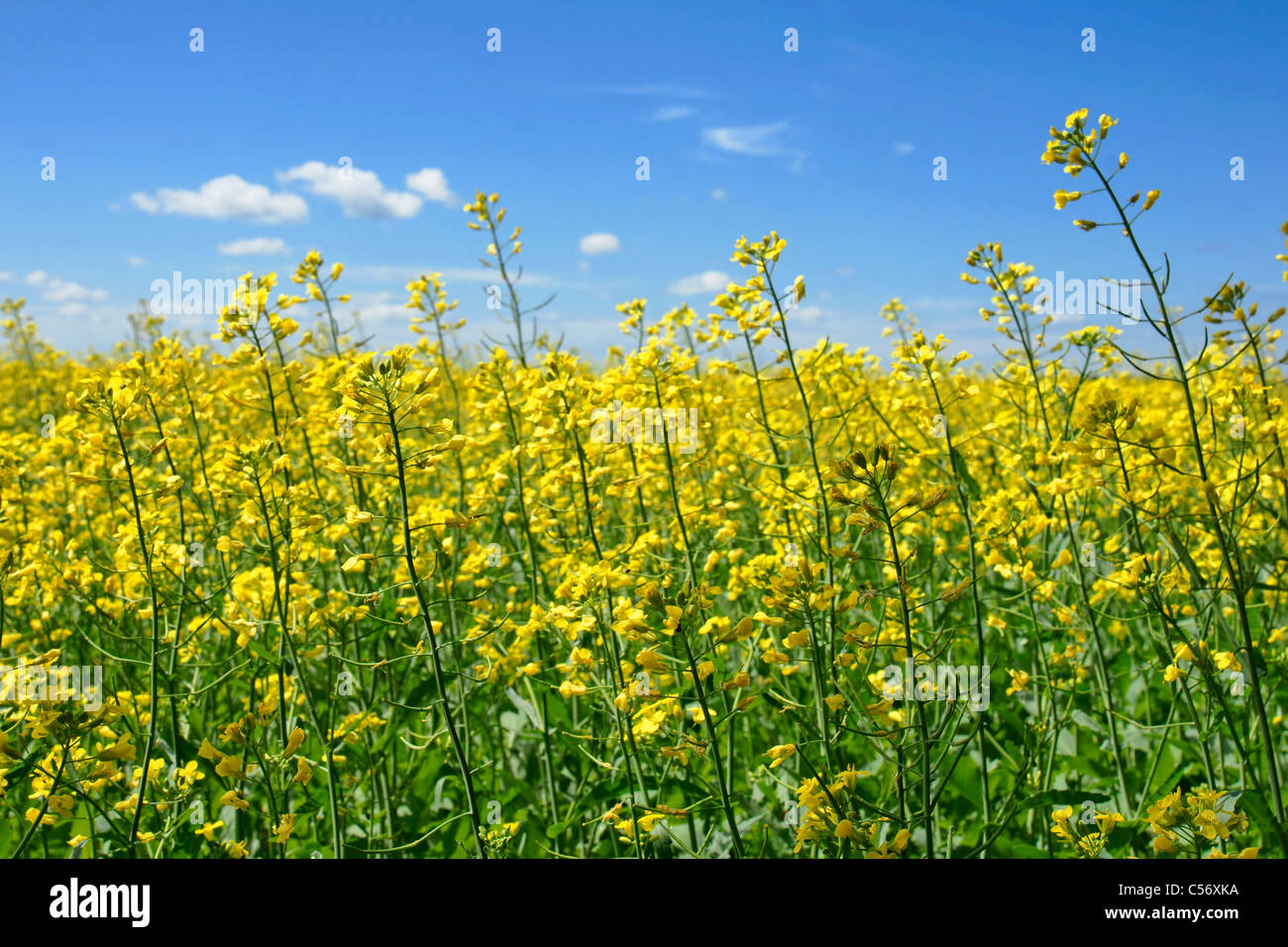 Schönen Gebiet der Raps, Raps oder Raps in gelbe Blüte auf einem sonnigen Tag, perfekte Ländliches Motiv oder Landwirtschaft Hintergrund. Stockfoto
