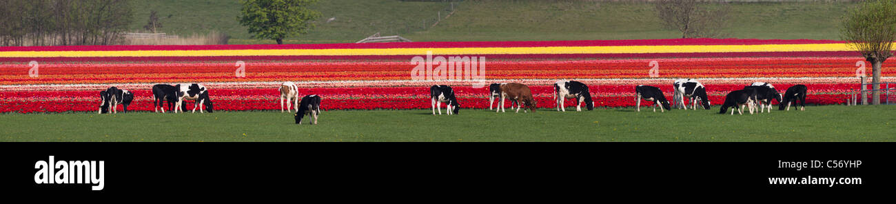 Die Niederlande, Oterleek, Kühe vor Tulpenfeld. Stockfoto