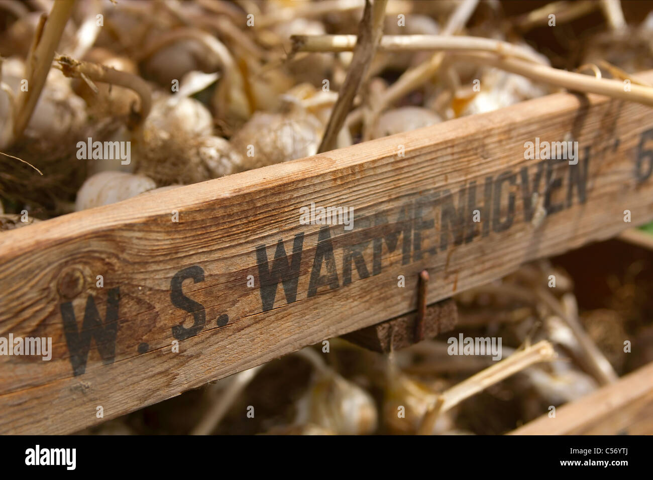 Knoblauchzehen in einer Holzkiste mit branding Stockfoto