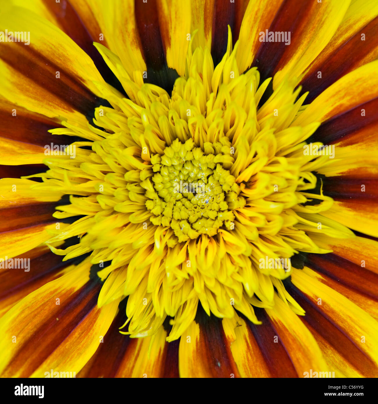 Ein Makro Bild Gazanien "Tigerstreifen" oder Schatz Blume von Daybreak Serie Stockfoto