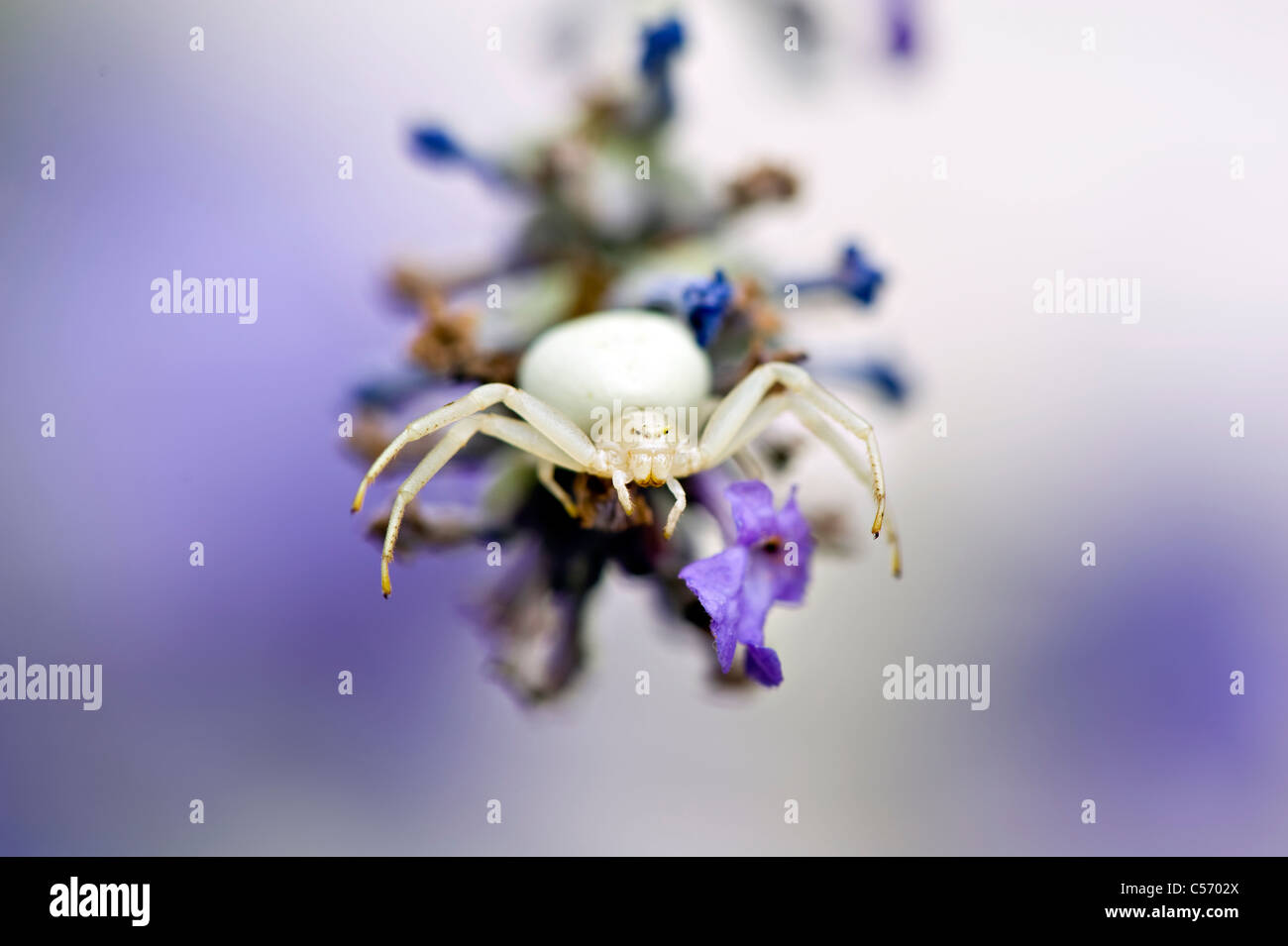 Krabbenspinne - Misumena Vatia auf einer Lavendel Blume Stockfoto