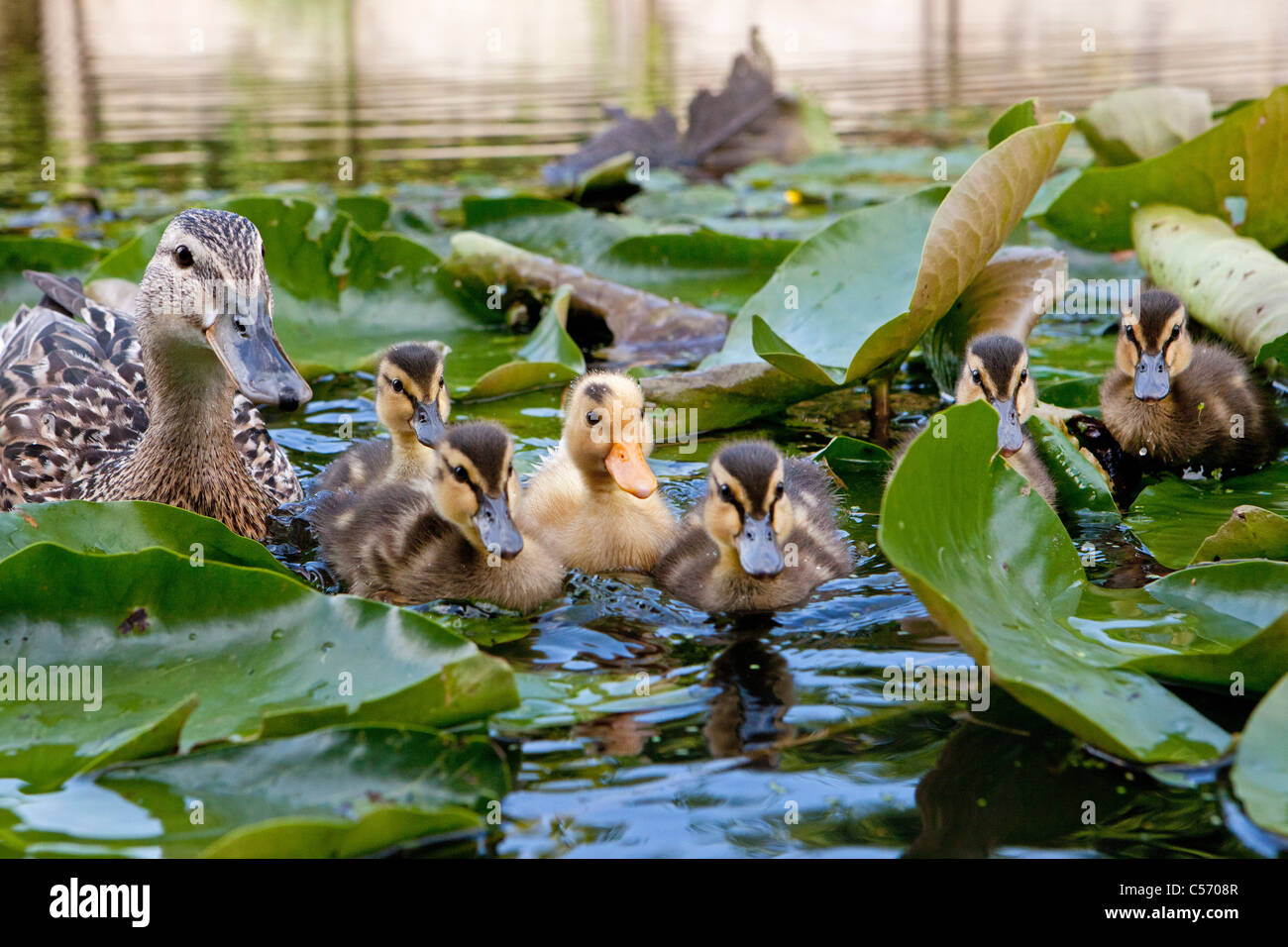 Enten Am Teich Stockfotos und bilder Kaufen Alamy